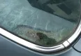 Mercedes Klasa S 500se lorisner 1985 - zdjęcie dodatkowe nr 5 miniaturka